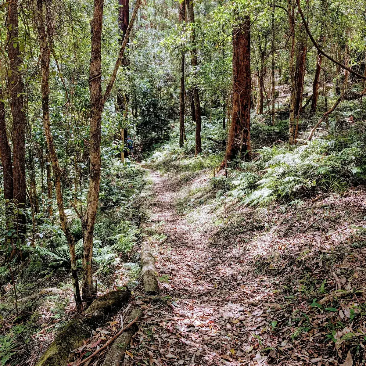 Rumbalara - North Gosford Tottenham Place Circuit (3km) photo 23