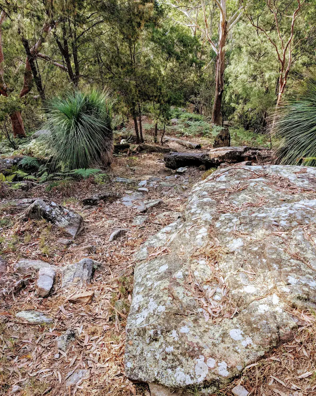 Rumbalara - North Gosford Tottenham Place Circuit (3km) photo 19
