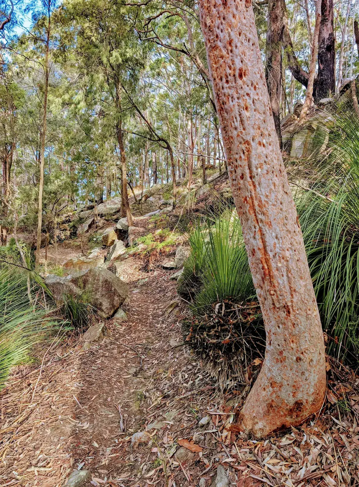 Rumbalara - North Gosford Tottenham Place Circuit (3km) photo 6