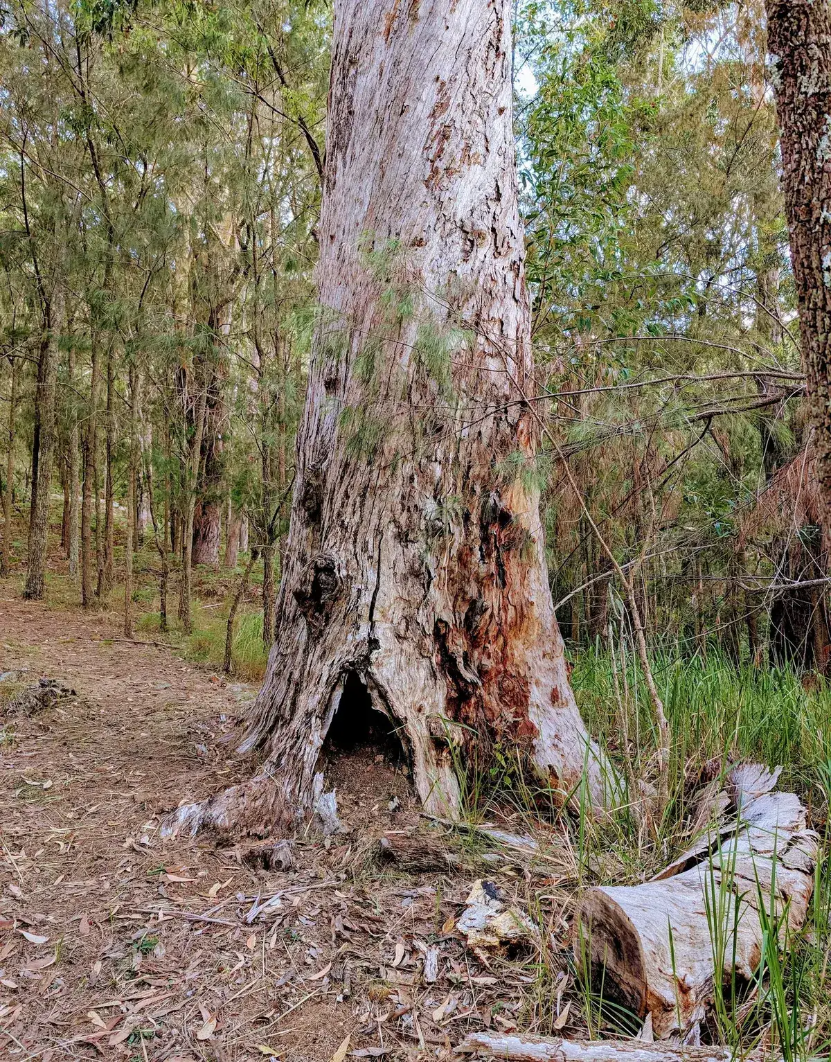Rumbalara - North Gosford Tottenham Place Circuit (3km) photo 7