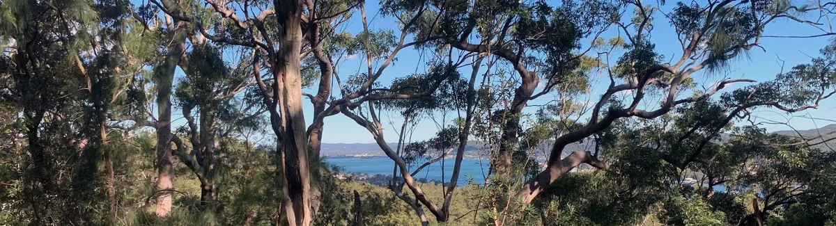 Blue Brisbane Water glimpsed through eucalypt branches from the Rumbalara ridgeline