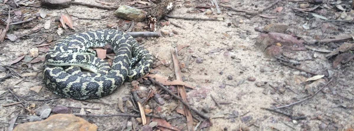 Diamond python coiled on the sandy trail