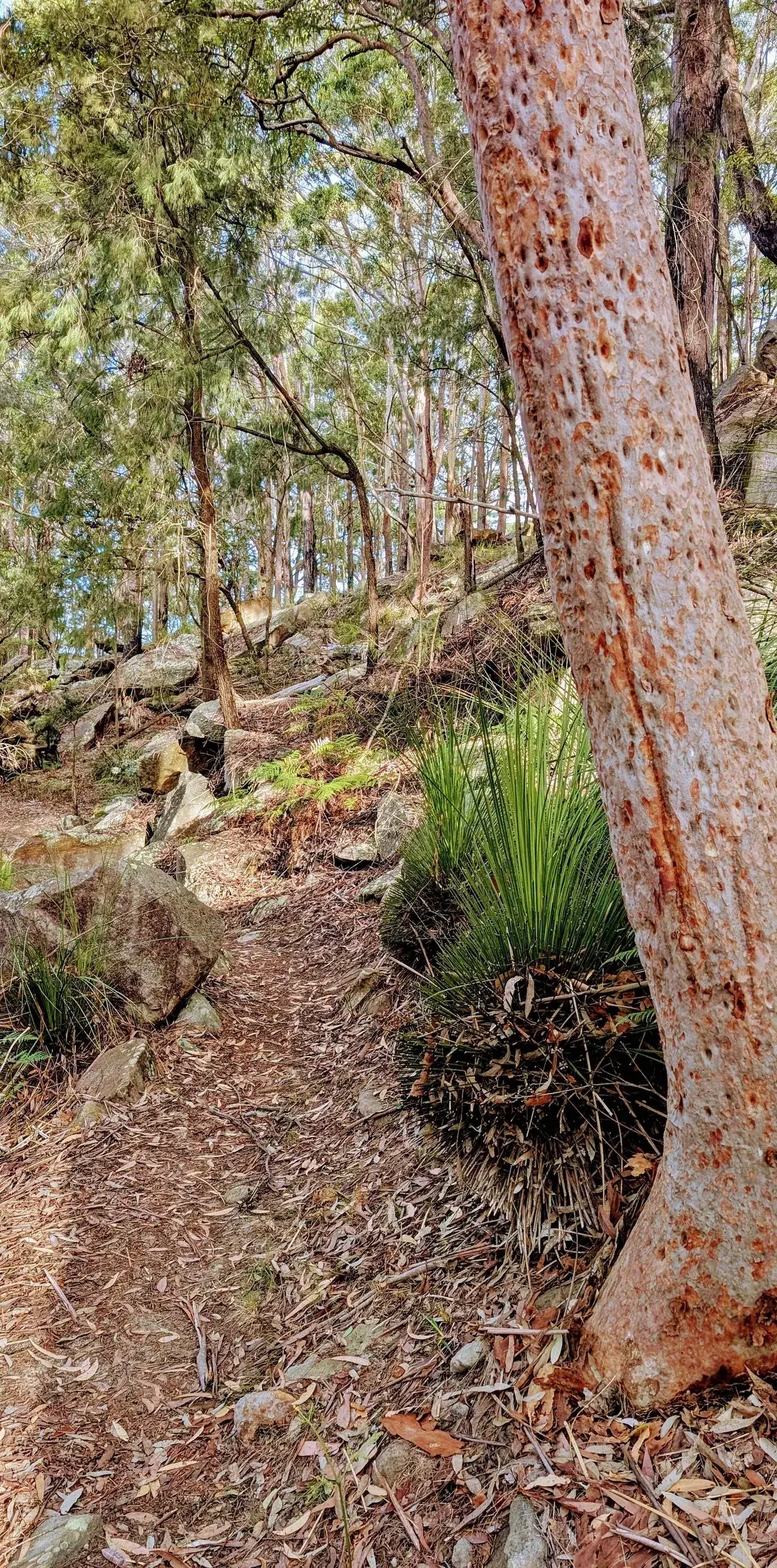 Grass tree and peeling paperbark trunk beside a rocky bush track