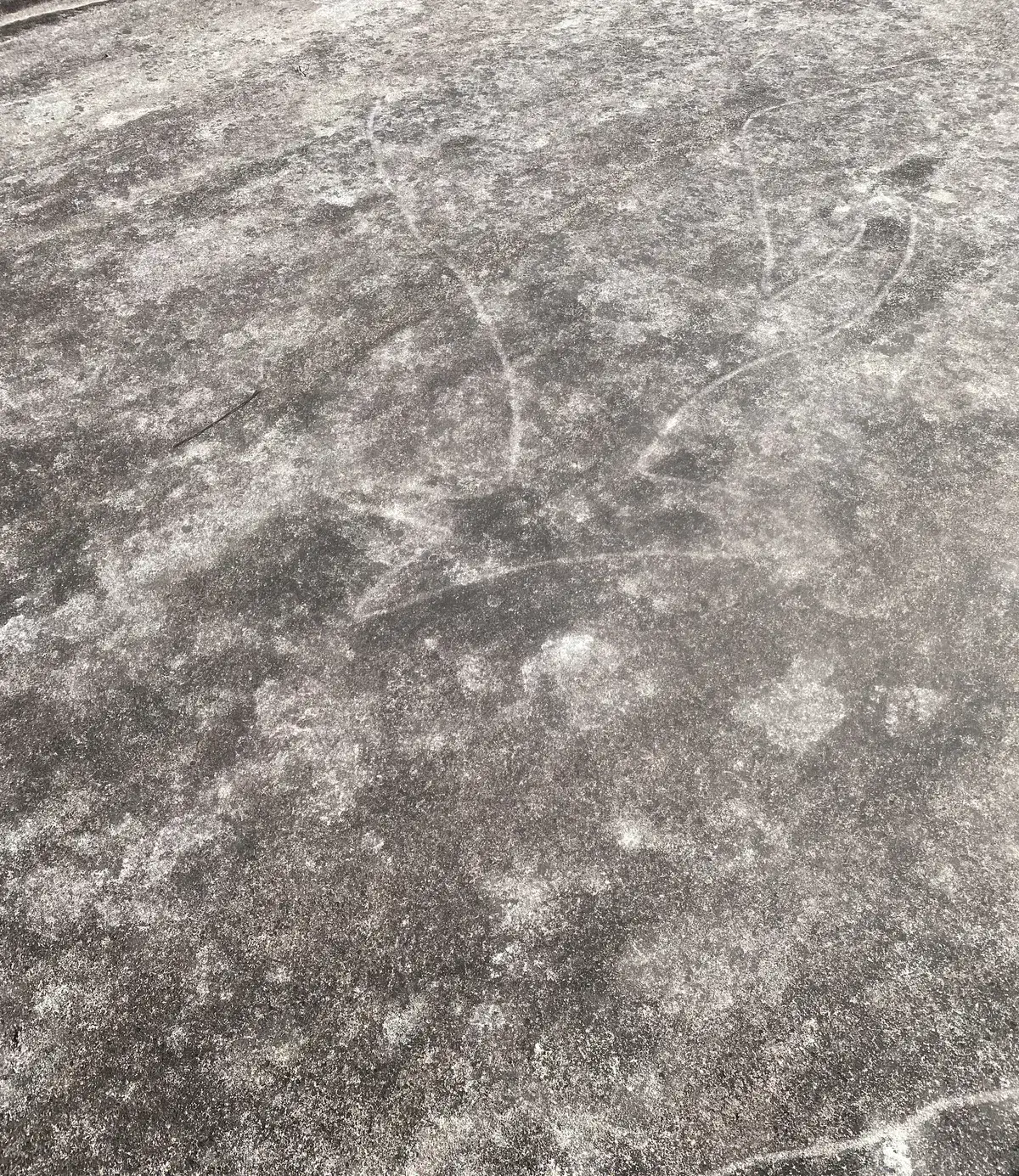 Somersby aboriginal engravings