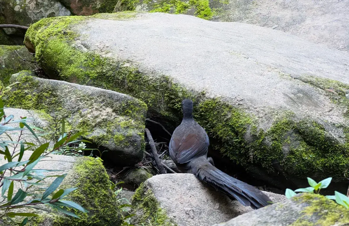 Lyrebird sheltering among moss covered boulders near the creek