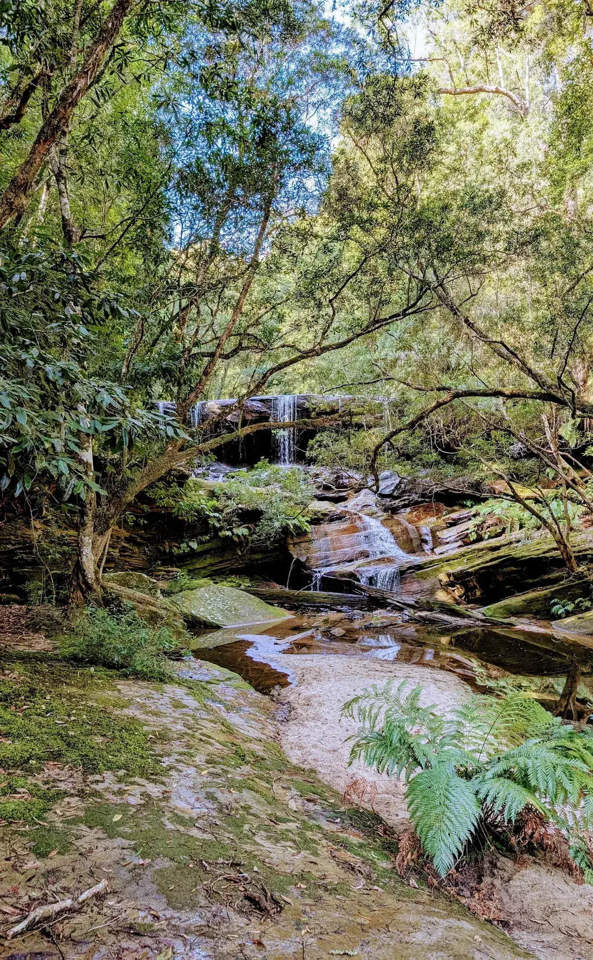 Small cascade trickling down layered rock steps in the rainforest