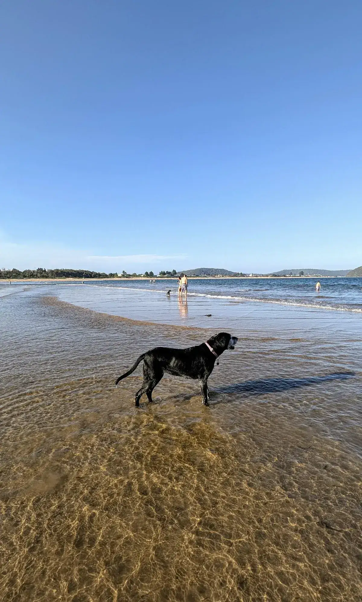 South umina beach dog walk