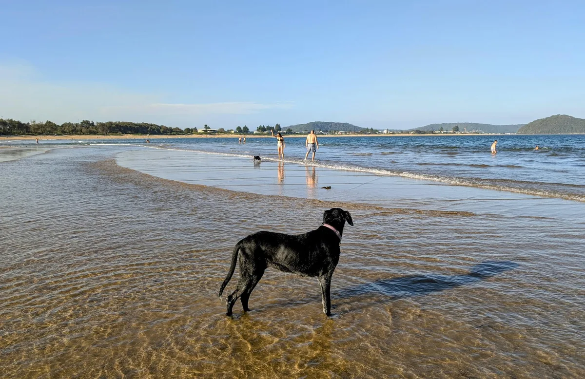 South umina beach dog walk