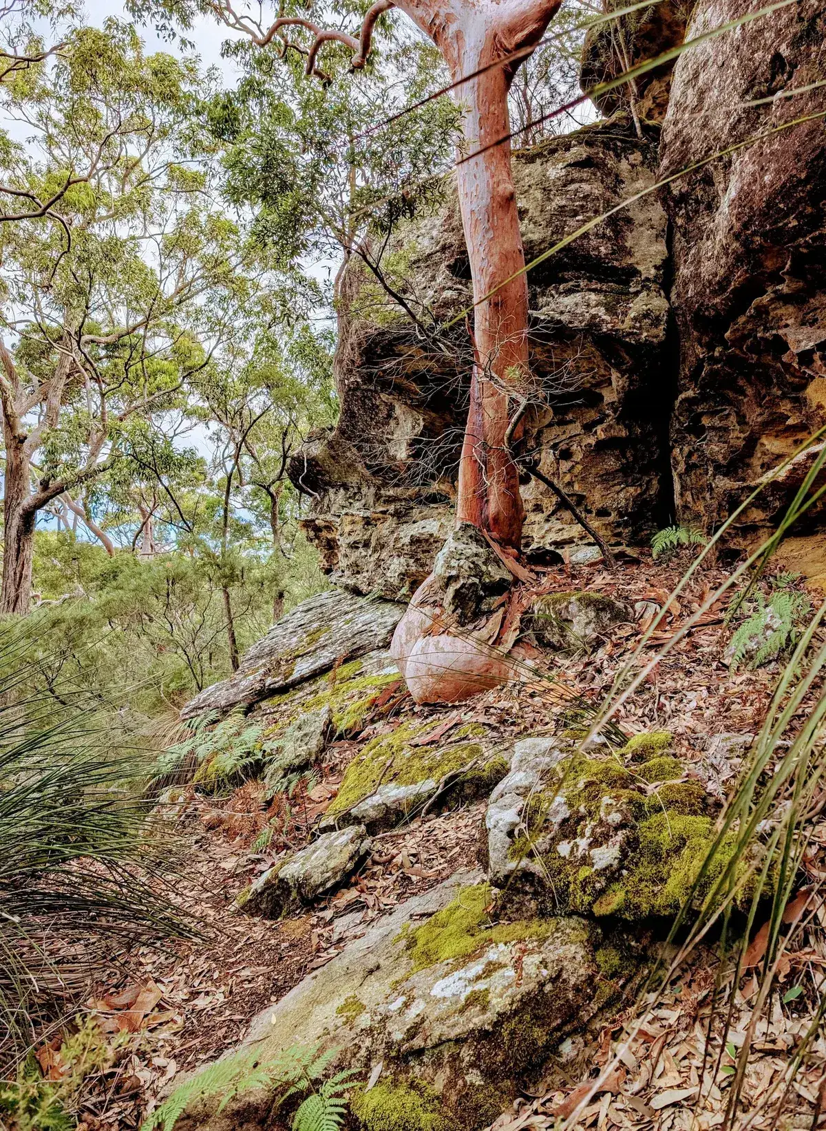 Spion kop koolewong