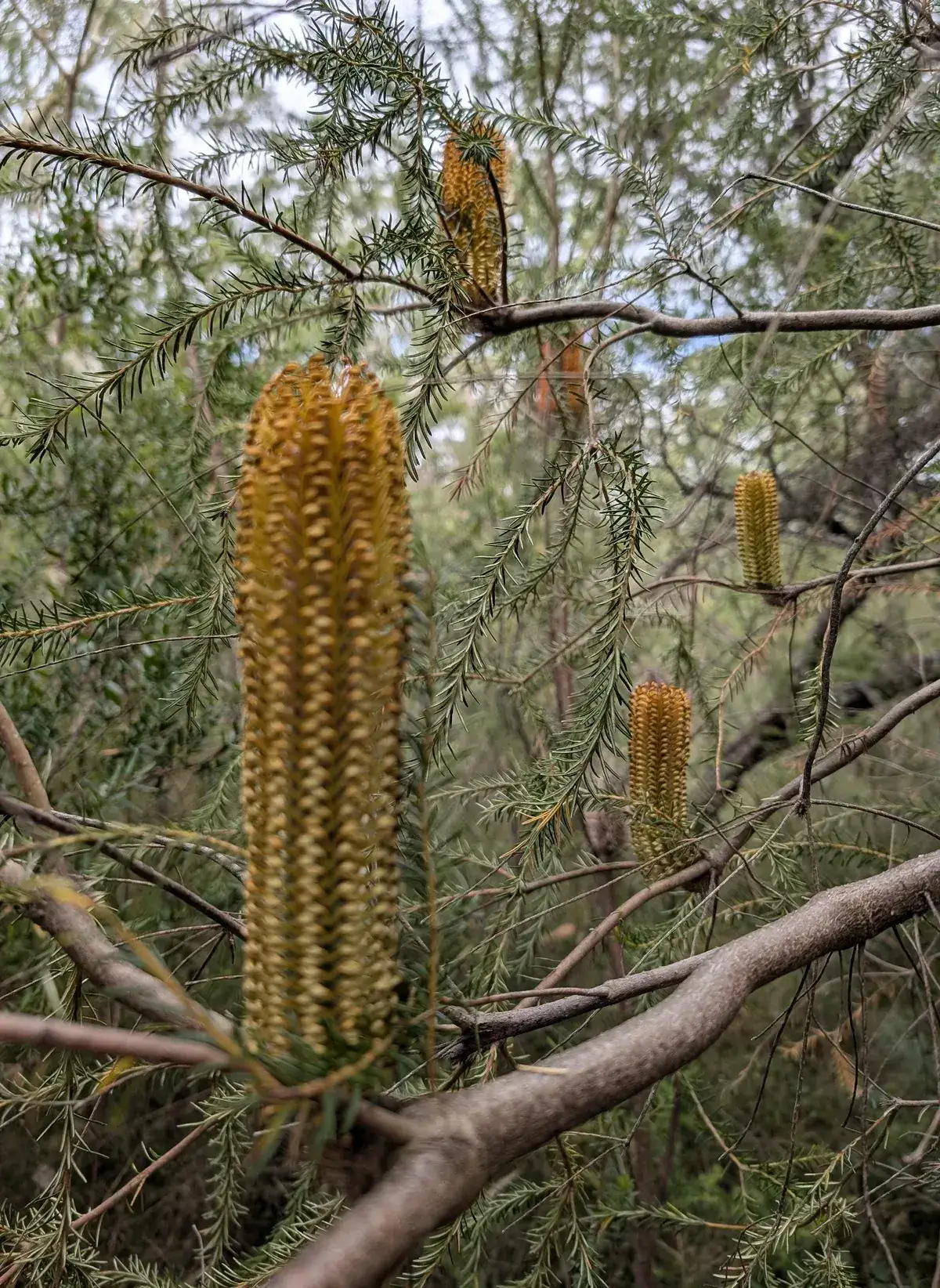 Banksia on Spion Kop walk