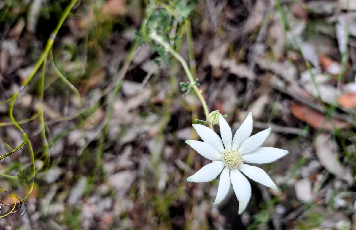 Flannel Flower on Spion Kop Walk