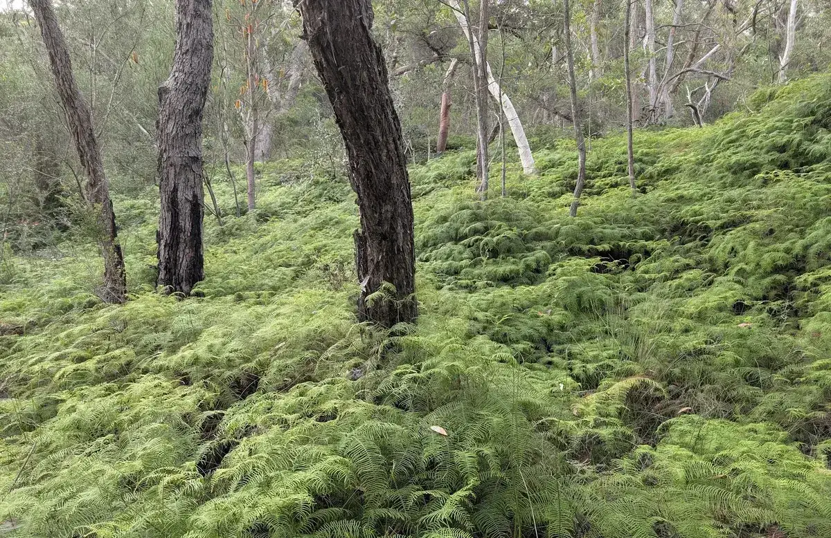 Heath and ferns on spion kop walk