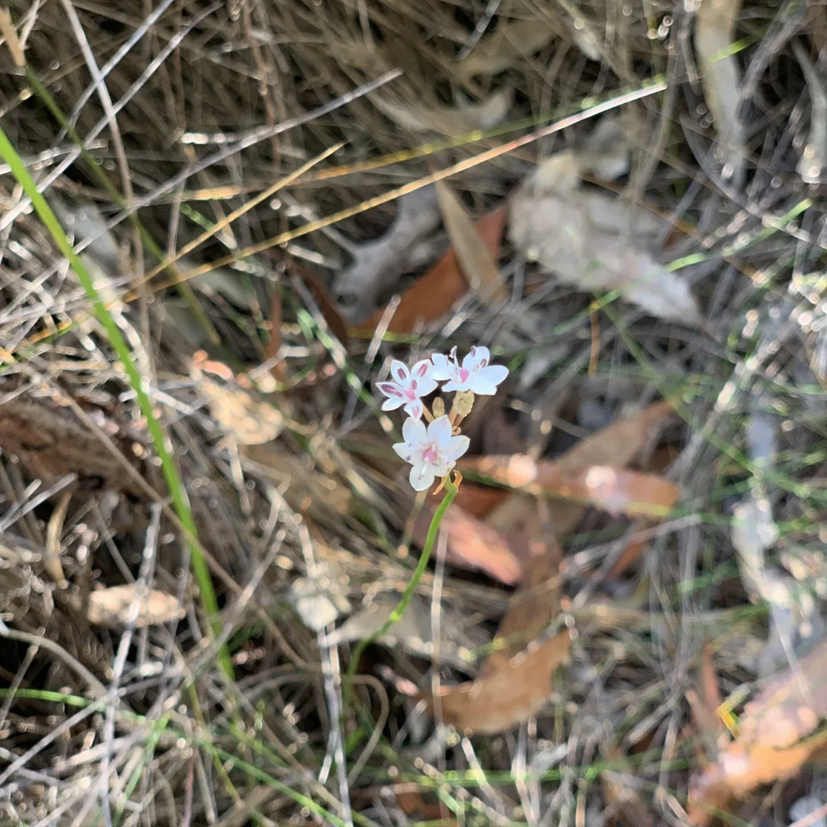 wildflowers