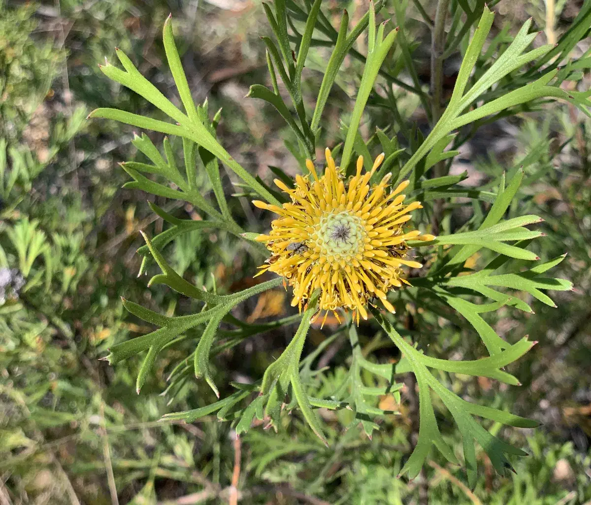 Protea