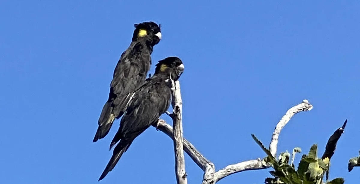 Black Cockatoos