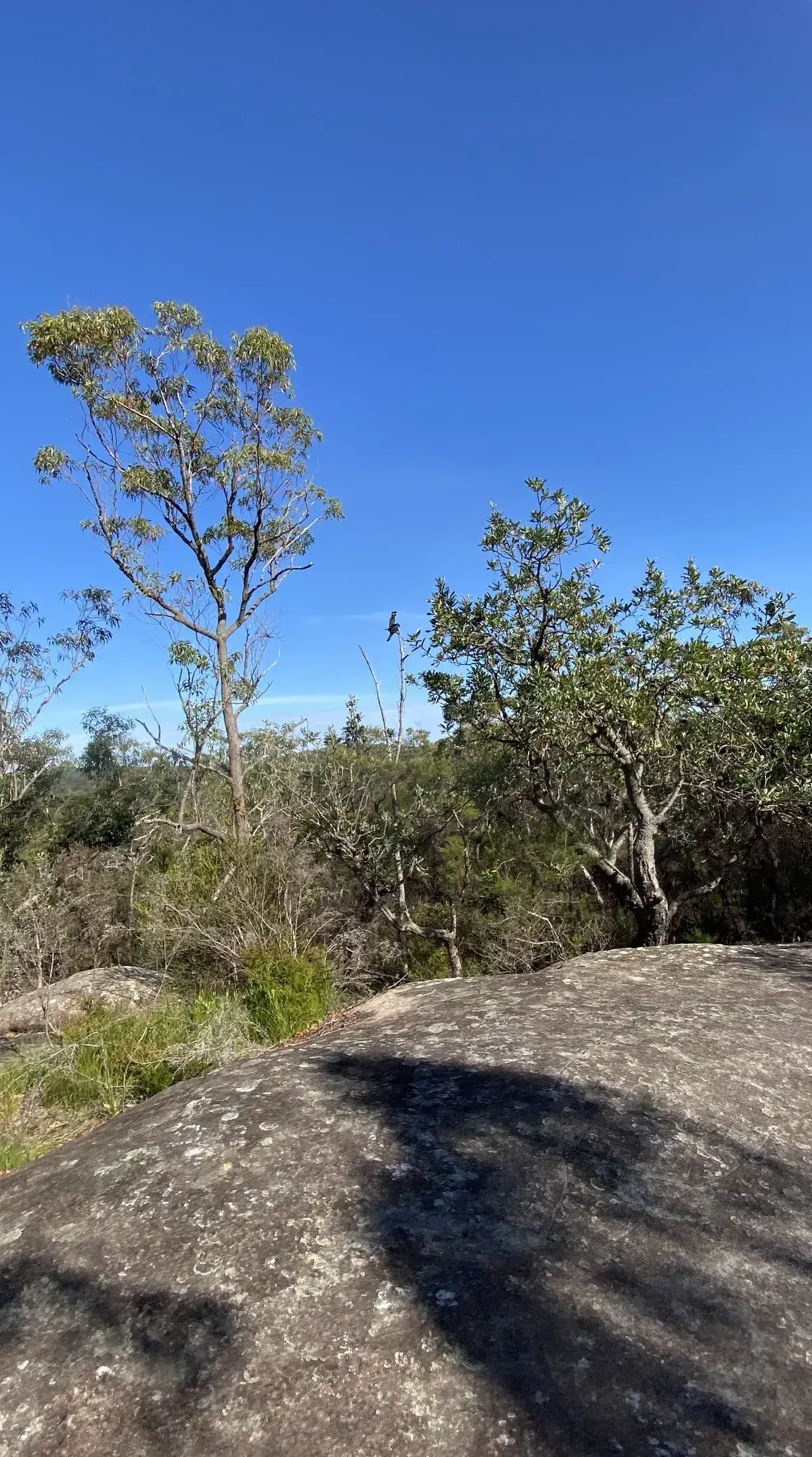 Aboriginal Engravings