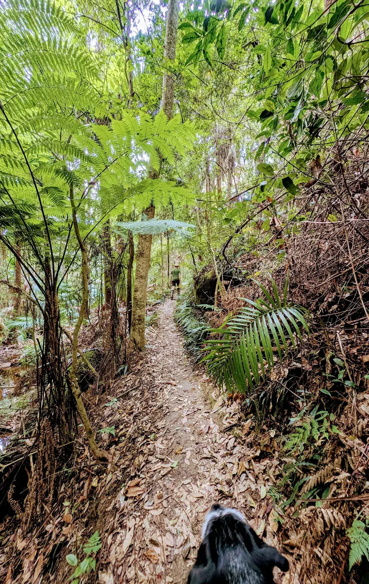 Strickland arboretum trail
