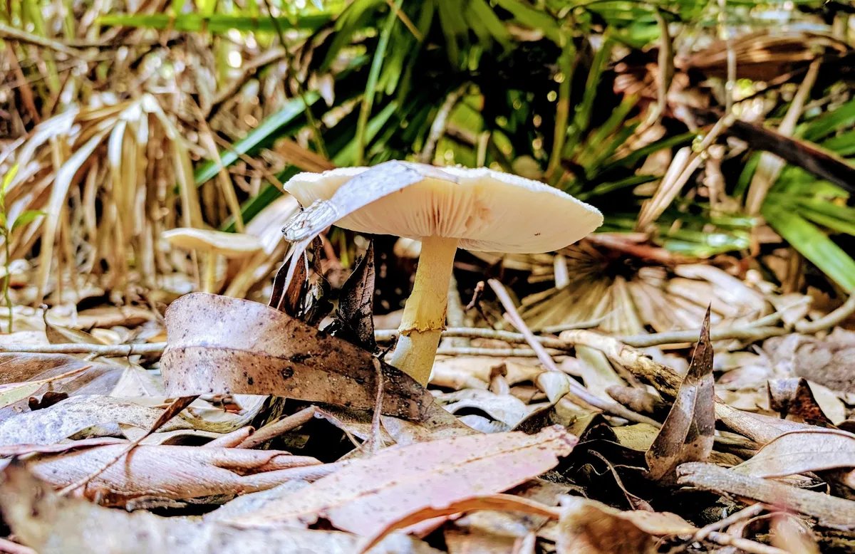 Strickland arboretum trail