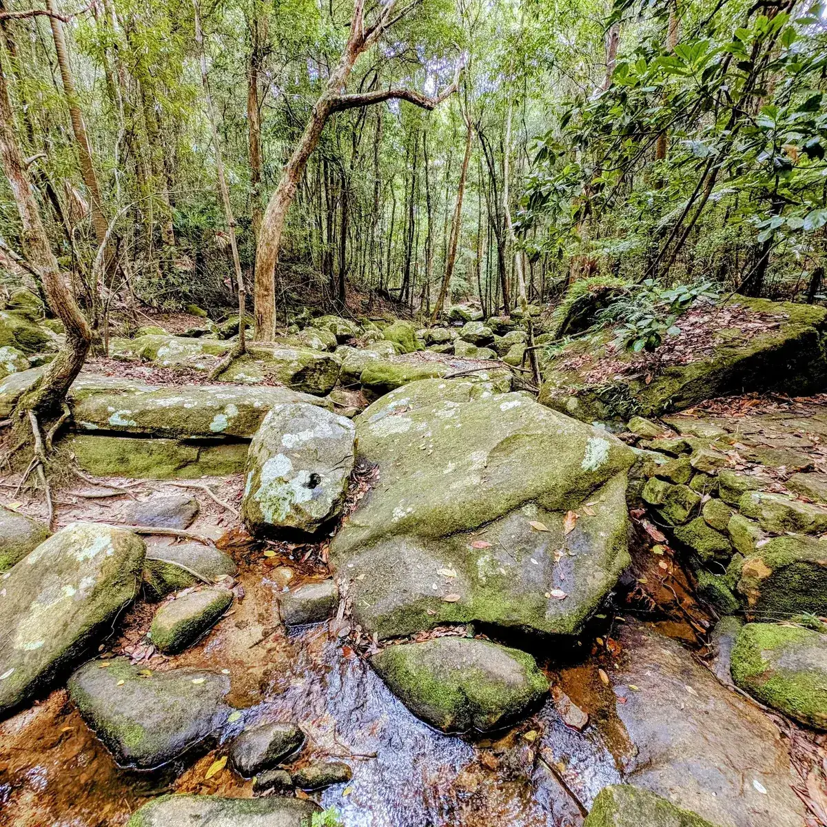 Strickland arboretum trail
