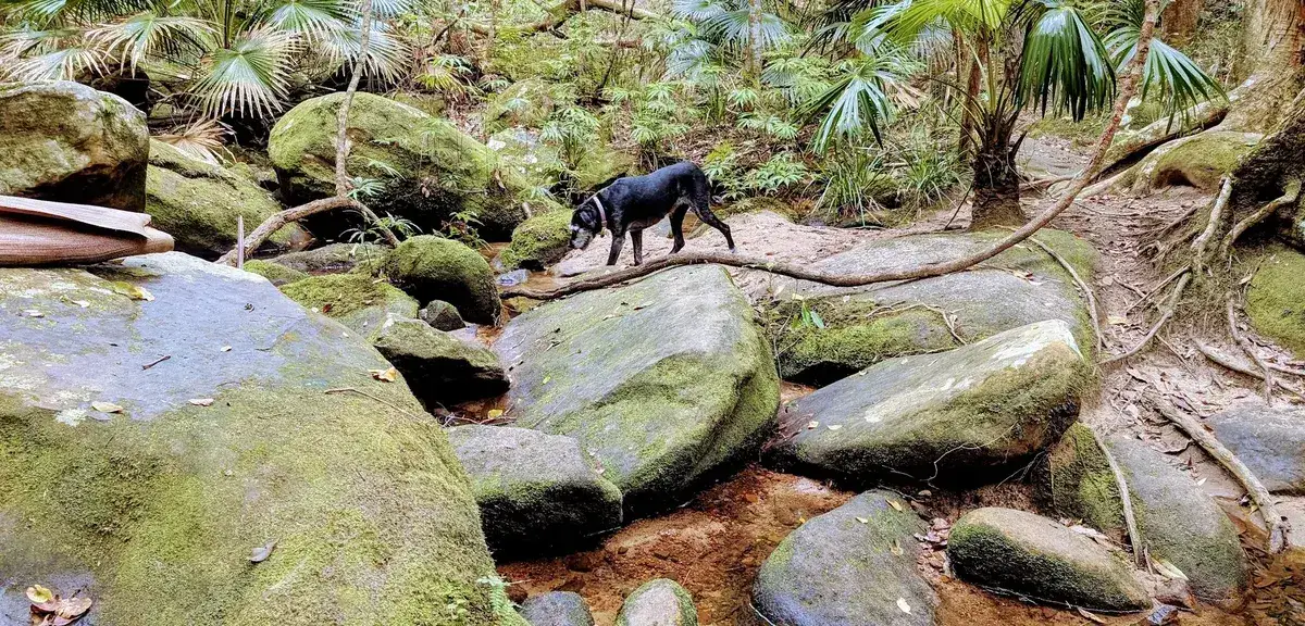 Strickland arboretum trail