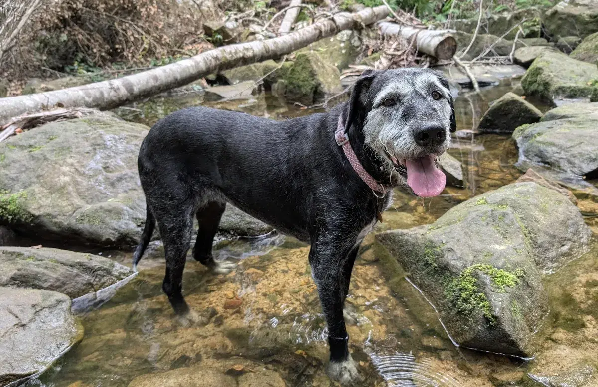 Strickland arboretum trail