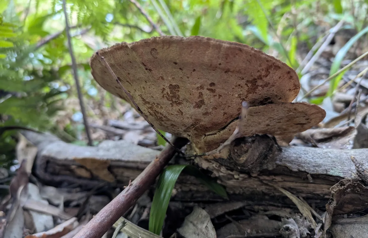 Strickland arboretum trail