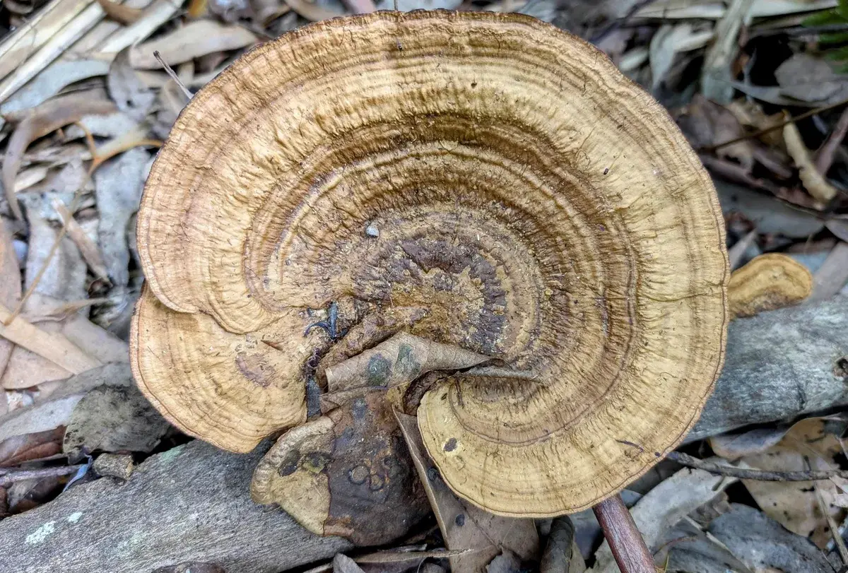 Strickland arboretum trail