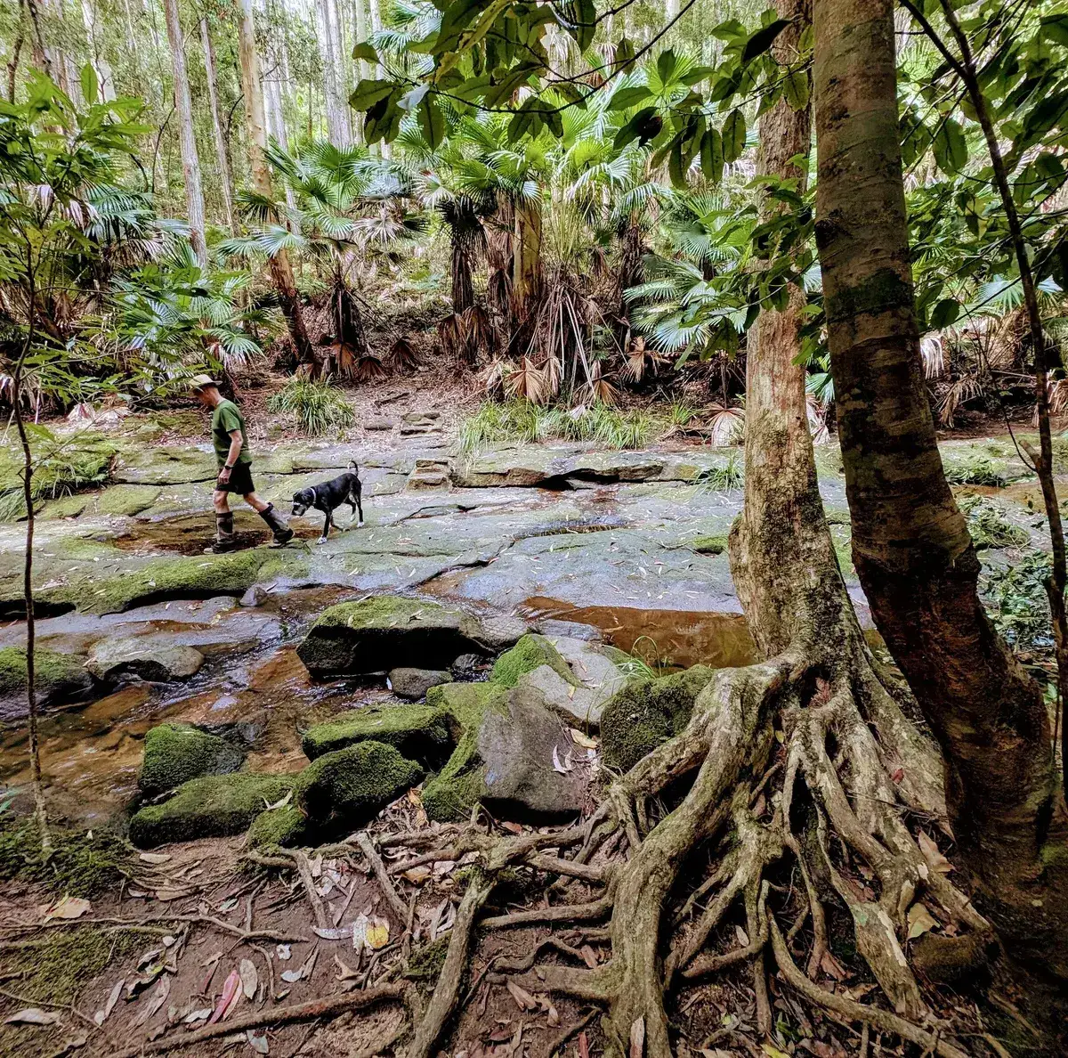 Strickland arboretum trail