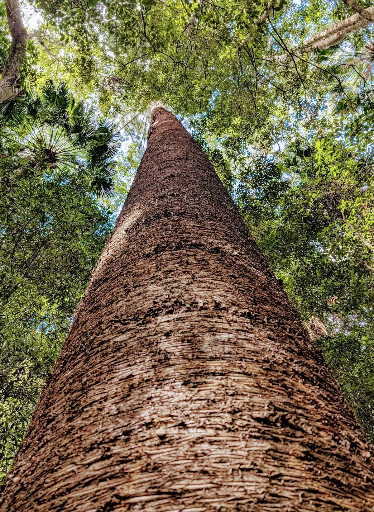 Strickland arboretum trail