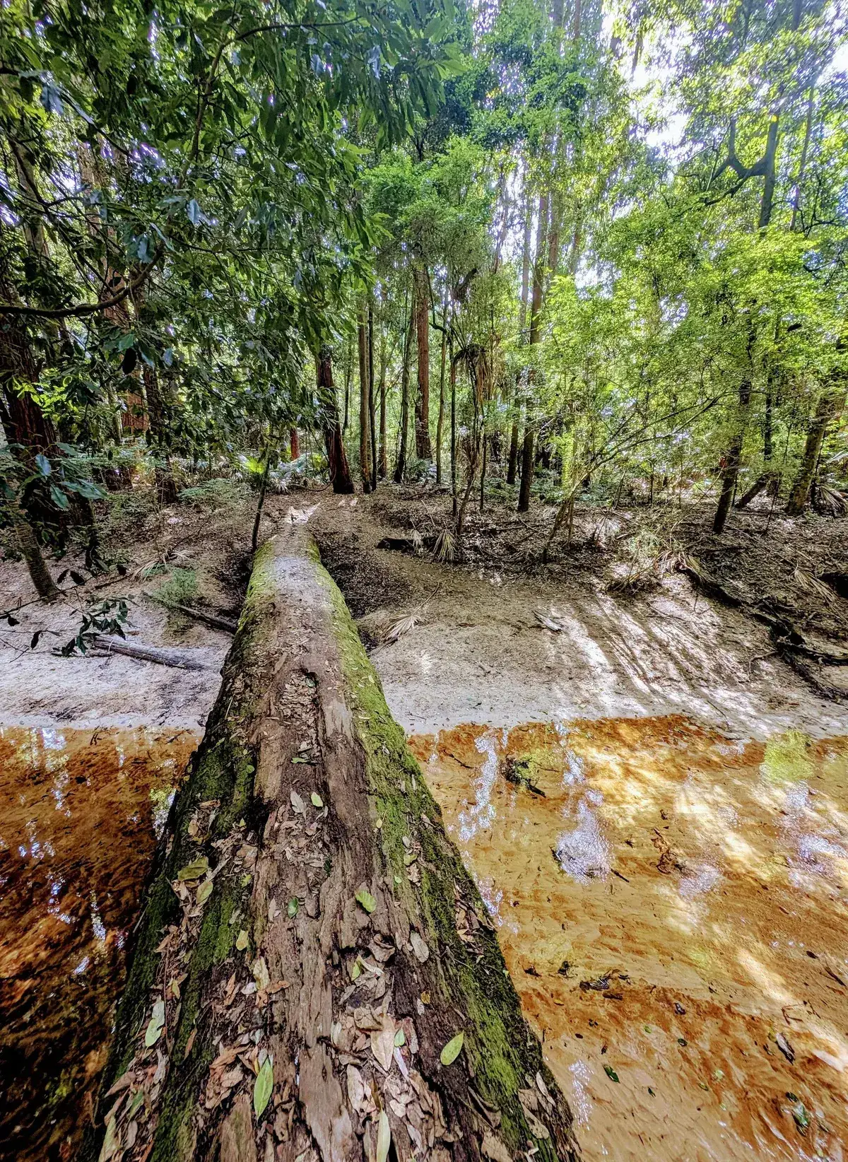 Strickland arboretum trail