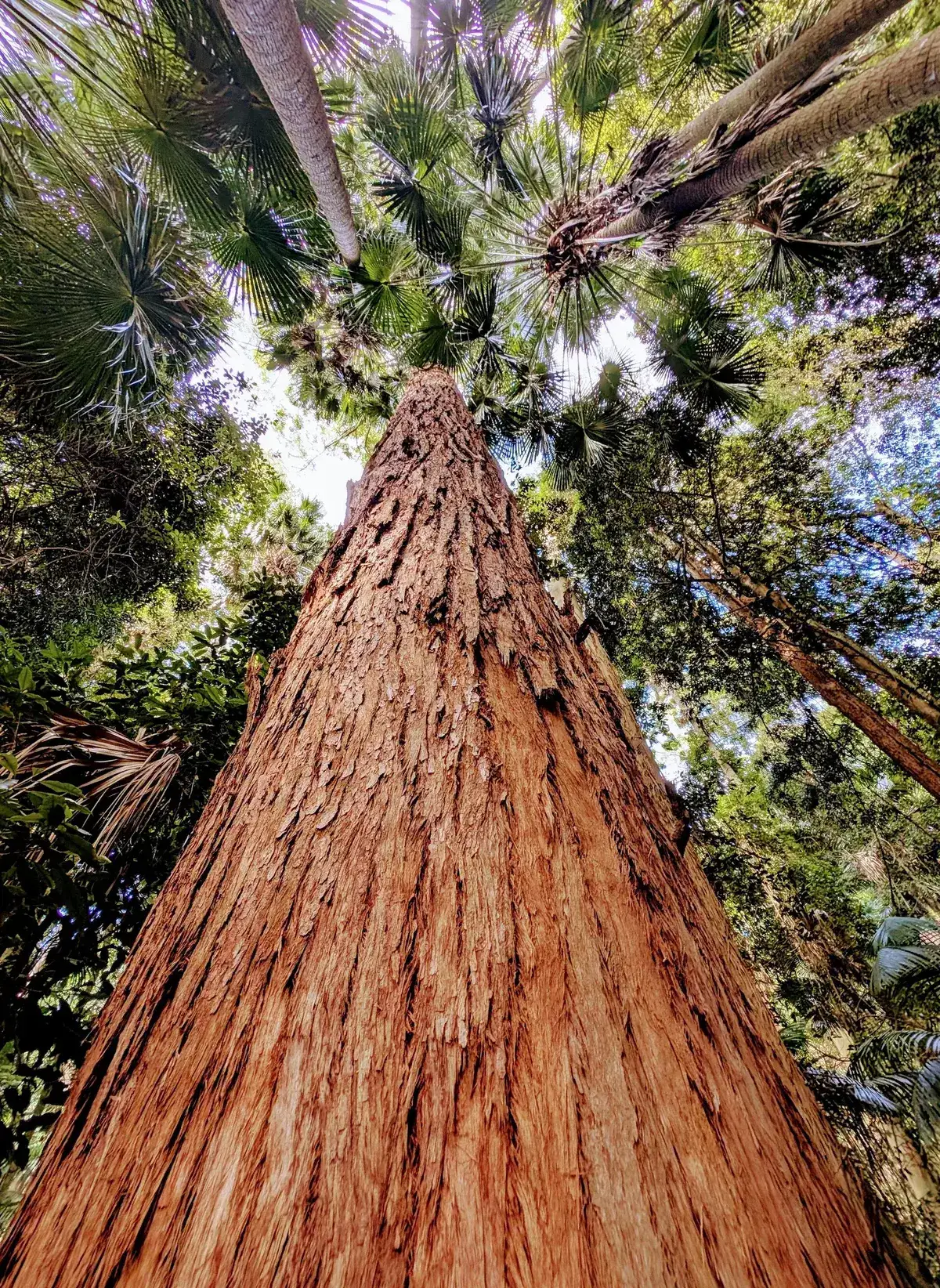 Strickland arboretum trail