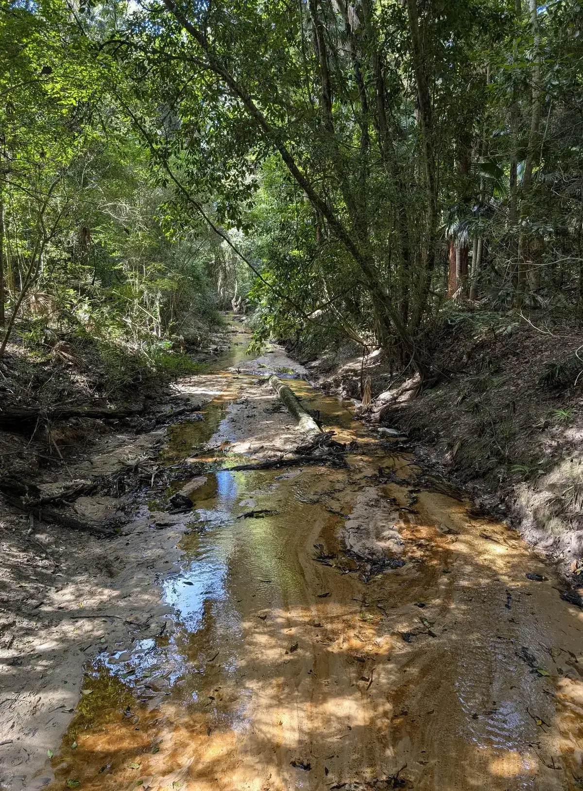 Strickland arboretum trail