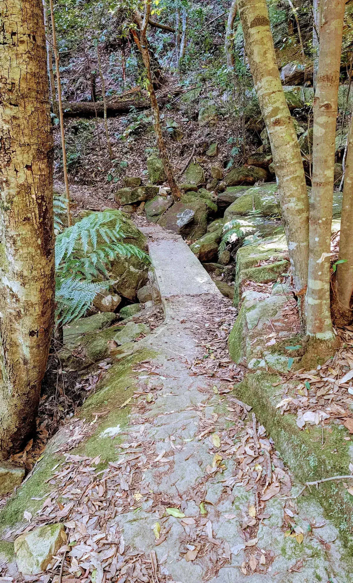 Leaf littered path flanked by dense ferns in Strickland State Forest