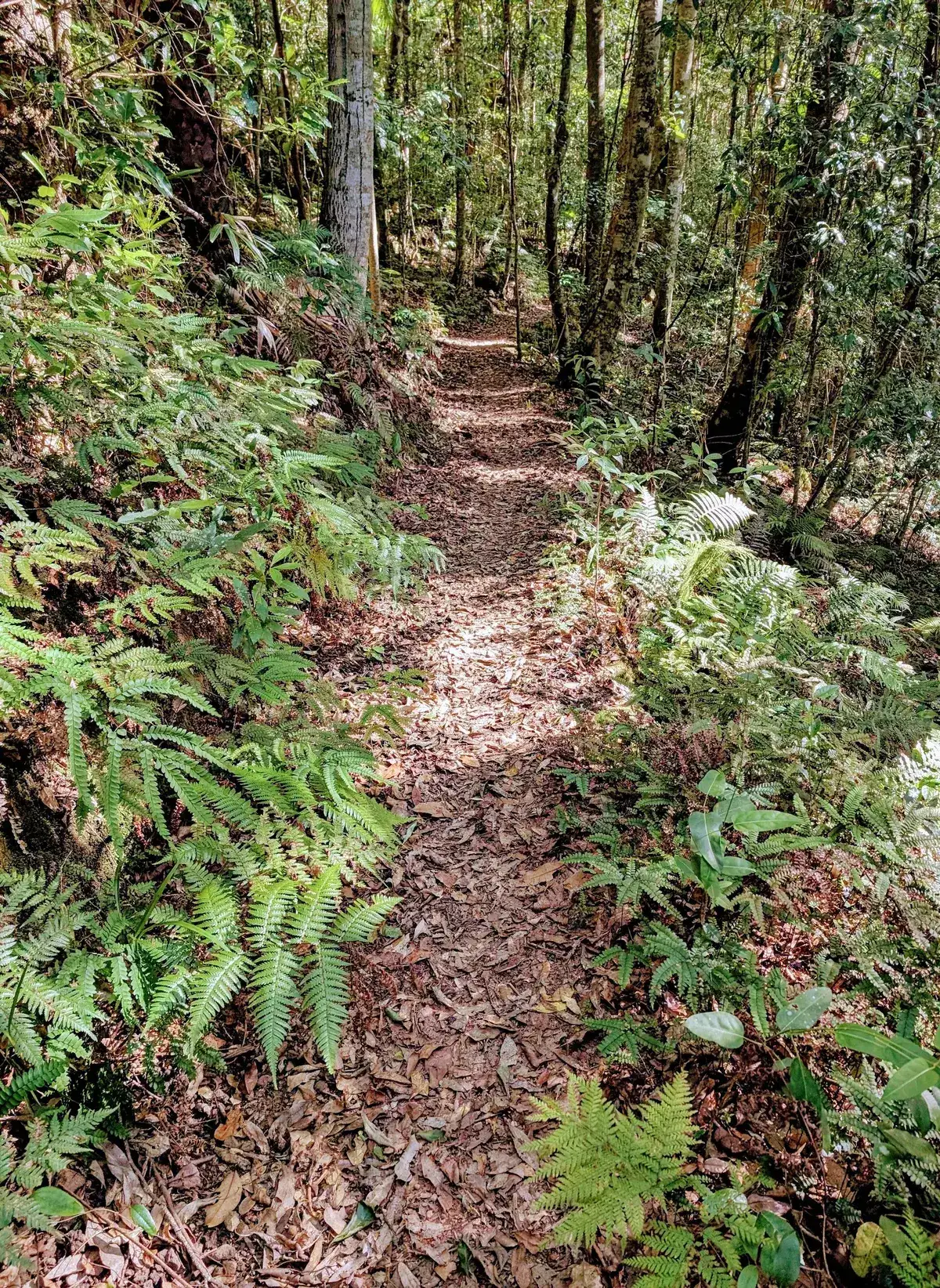 Dappled sunlight through cabbage tree palms lining the forest track
