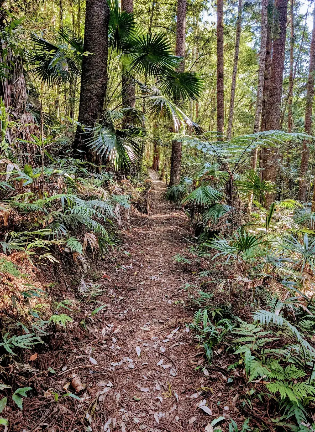 Tree fern fronds fanning over a mossy rock gully beside the trail