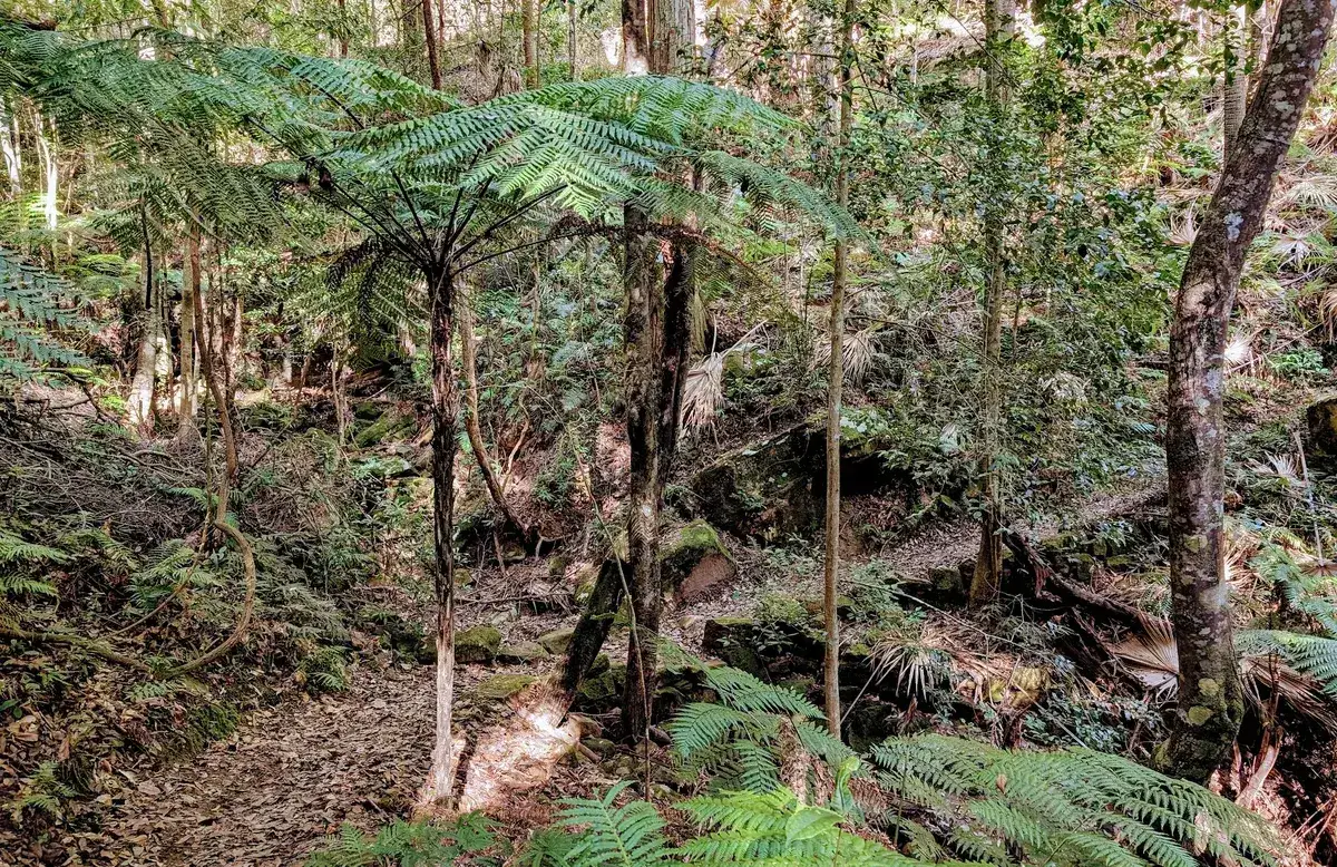 Trail squeezed between two towering pale tree trunks under blue sky