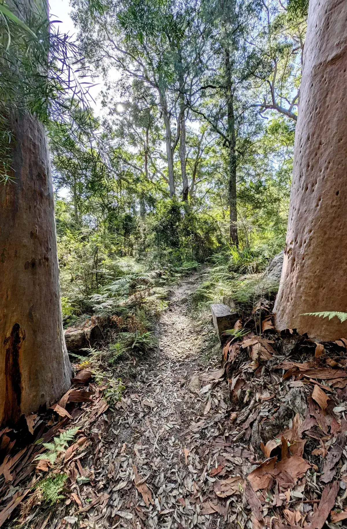 Cabbage tree palm grove with a sunlit dirt path winding through