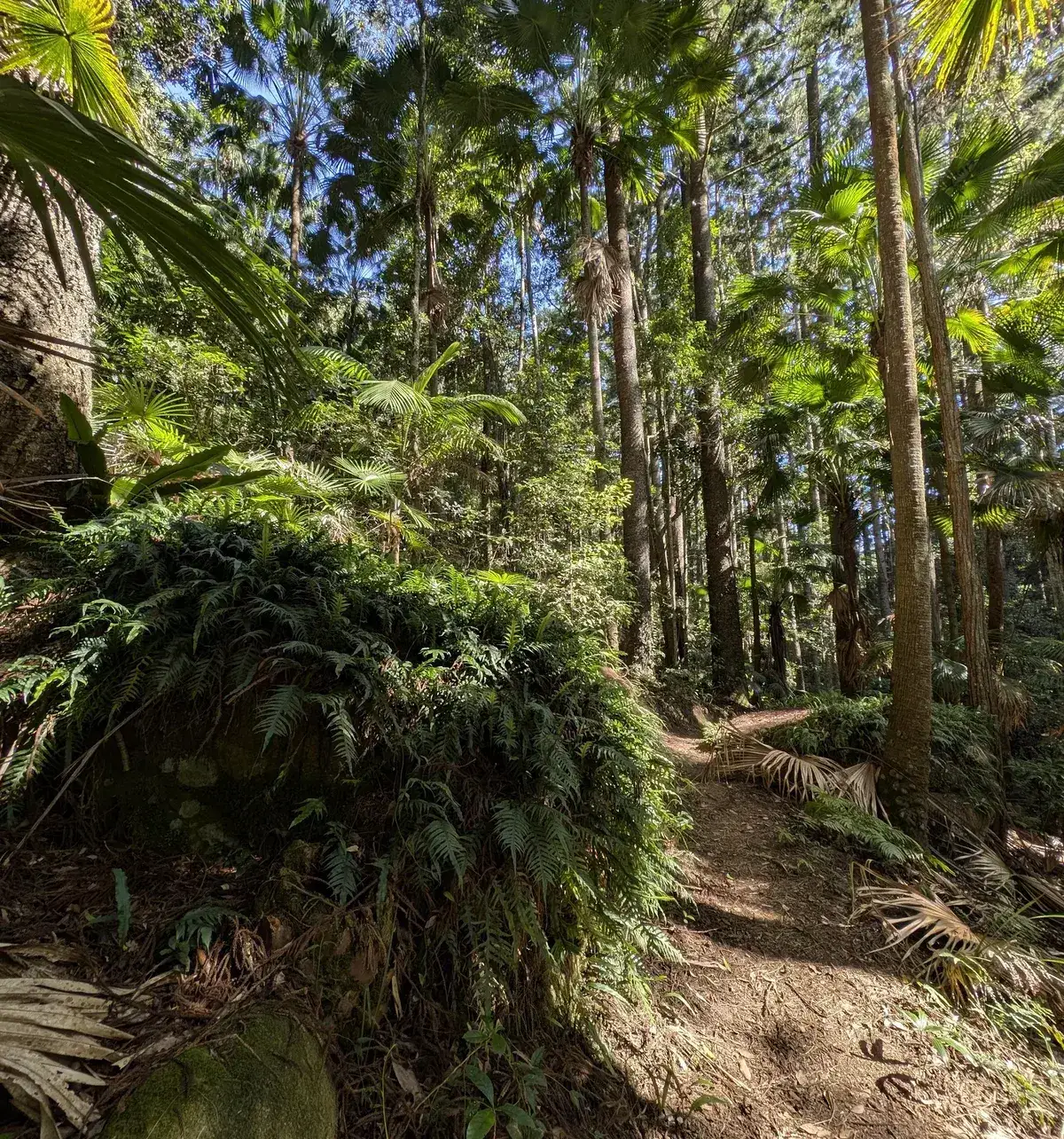 Sunlit track through tall cabbage tree palms and ferny undergrowth