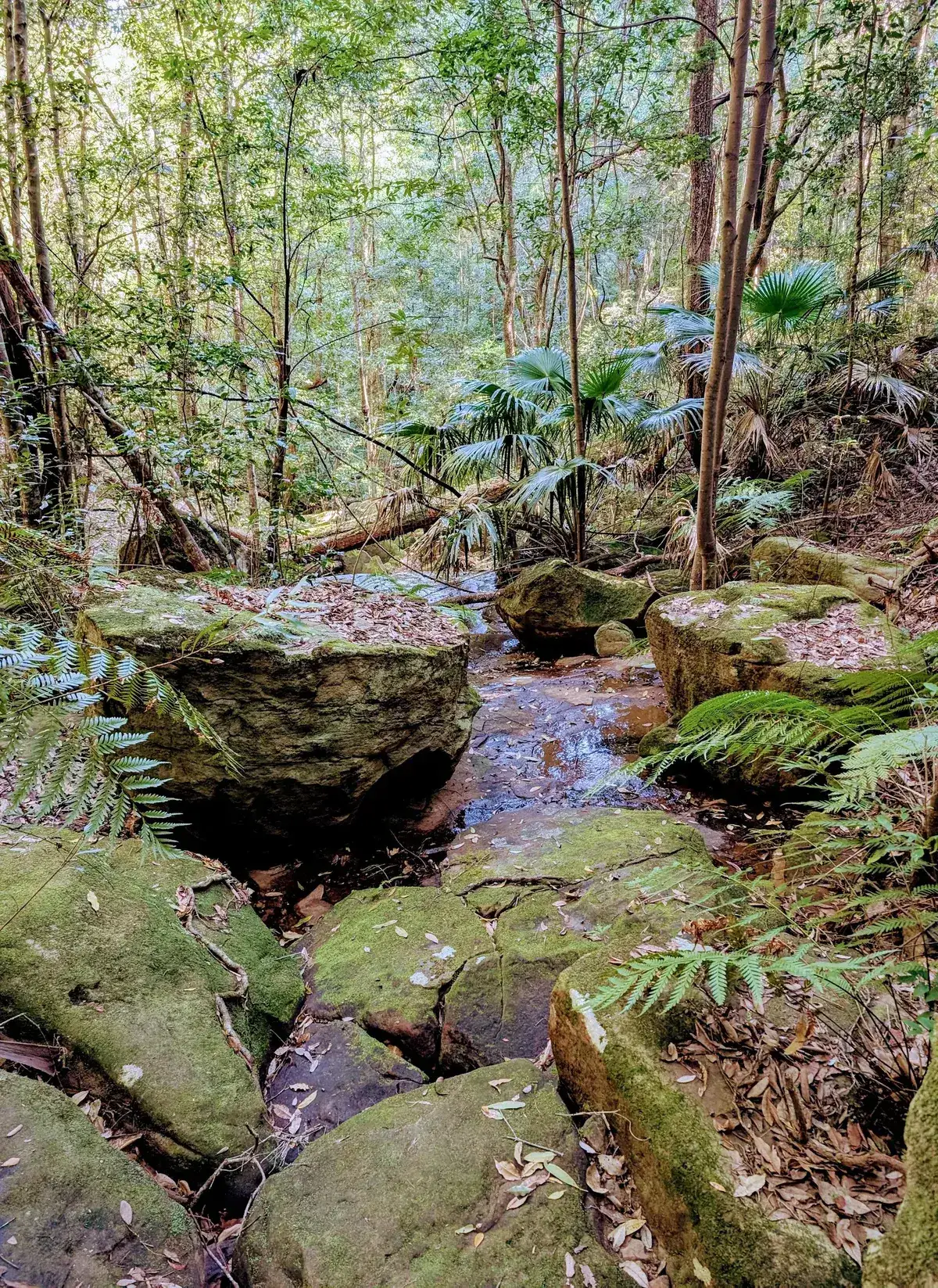 Narrow dirt track through ferns and cabbage tree palms with a coiled vine