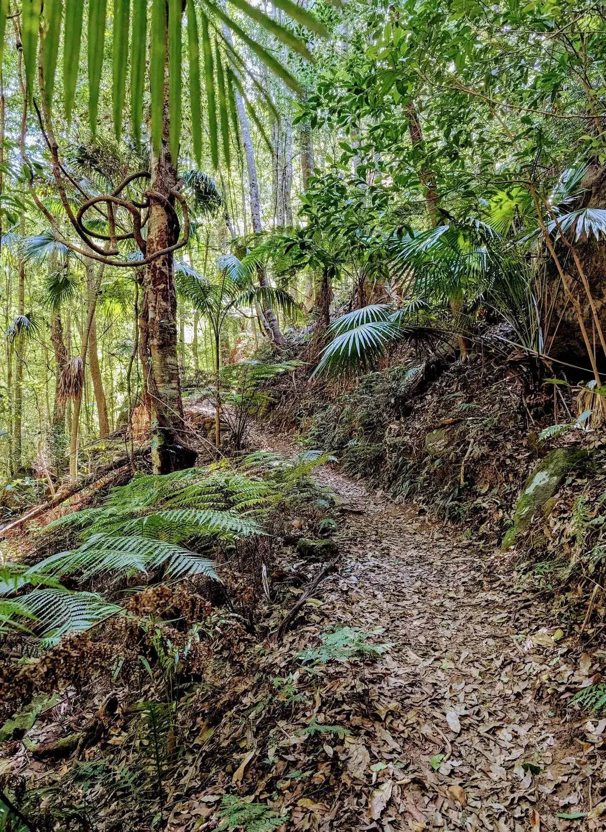 Glossy bird's nest fern fronds beside the Strickland forest track