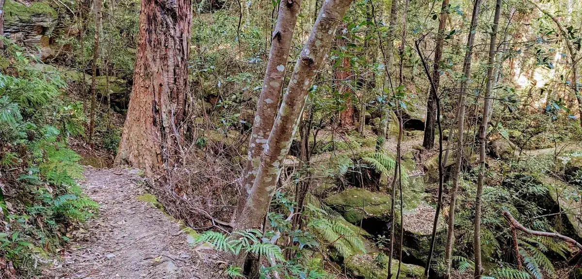 Sunlit trail through tall eucalypts and grass trees on the Strickland walk