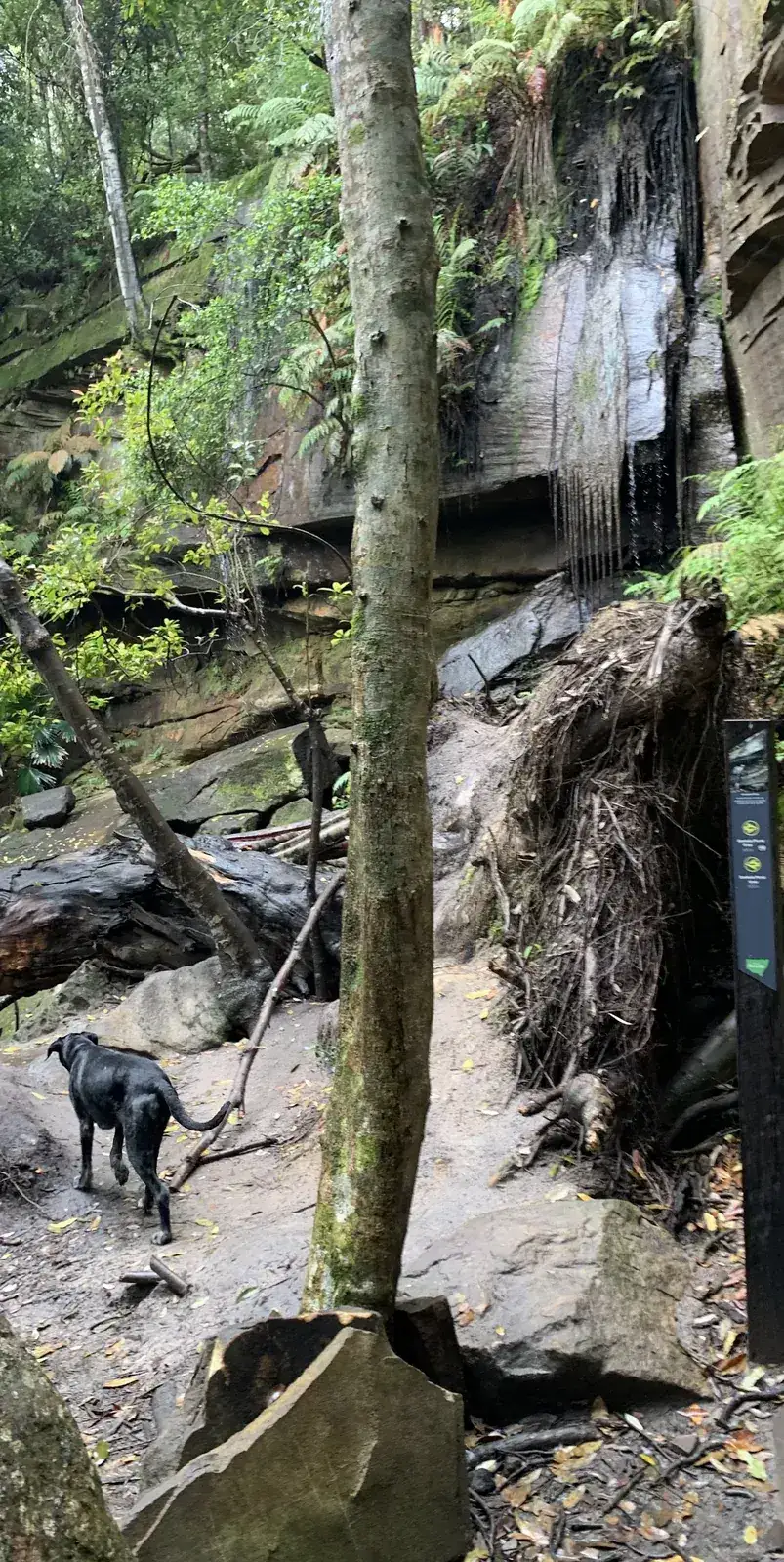 Strickland Falls (1.8km) photo 2