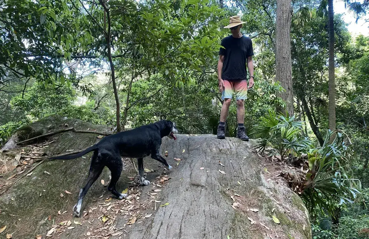 Strickland cabbage tree track