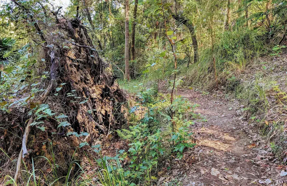 Strickland cabbage tree track