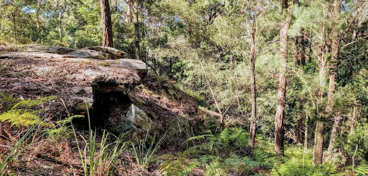 Strickland cabbage tree track