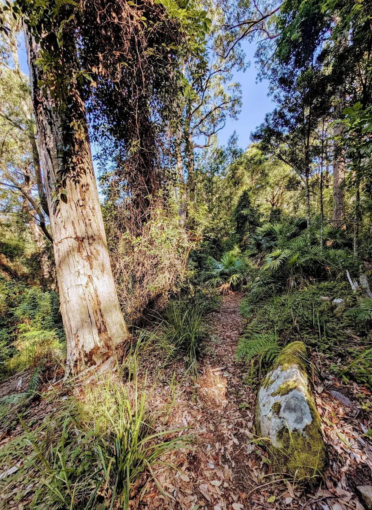 Strickland cabbage tree track