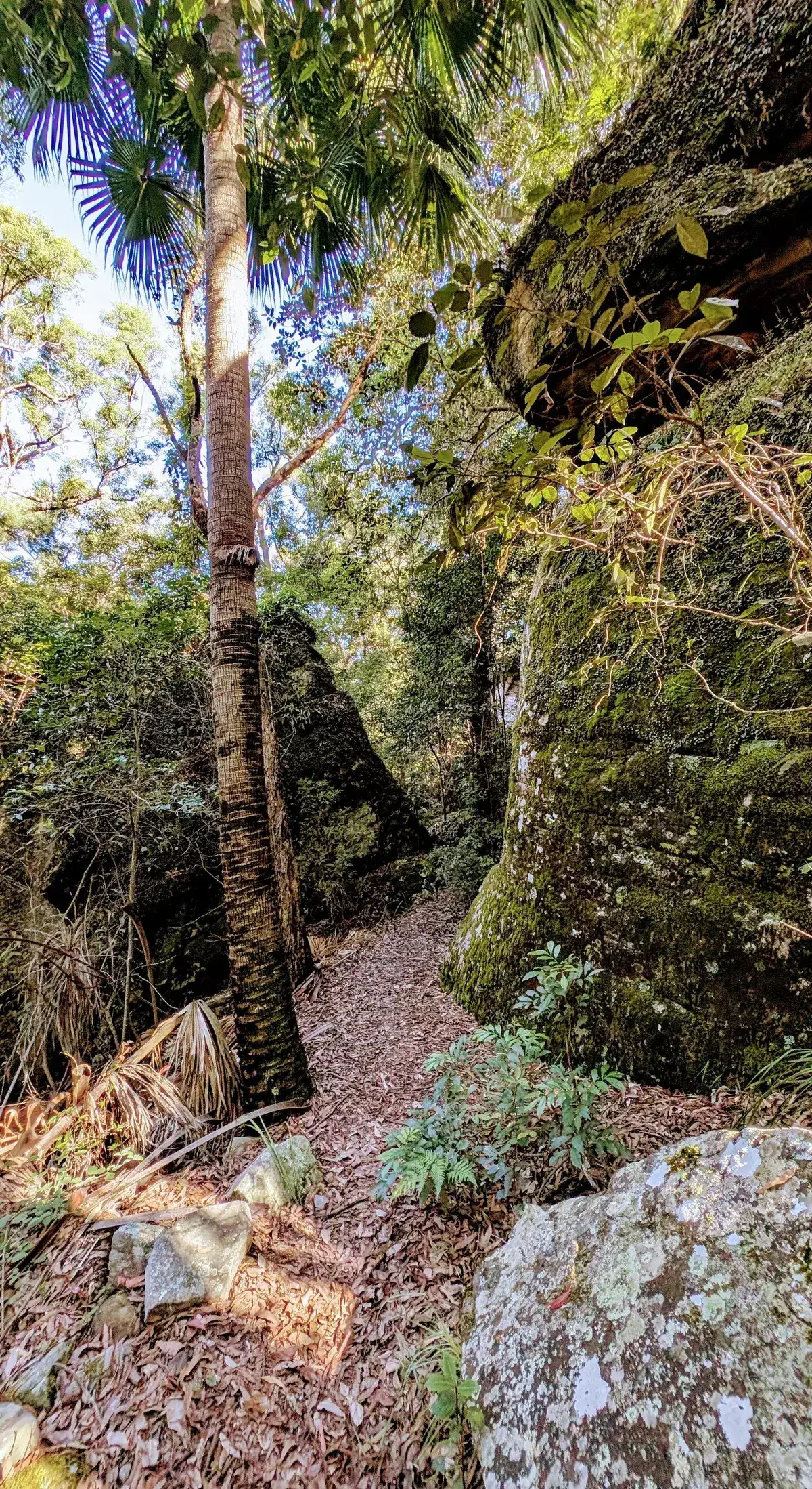 Strickland cabbage tree track