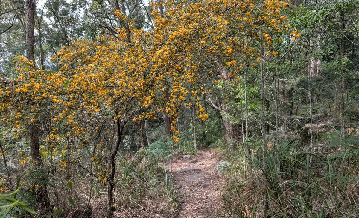 Strickland cabbage tree track