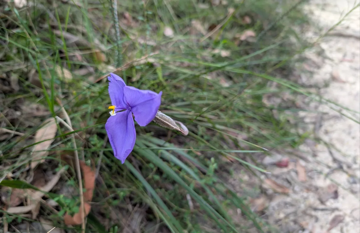 purple flag iris