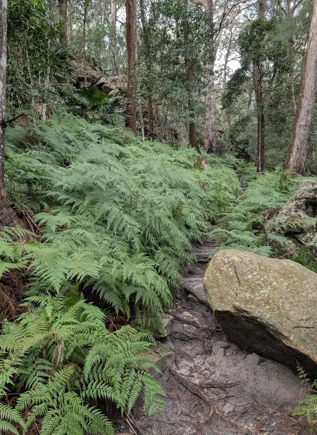 Track winding uphill through dense ferns and tall eucalypts